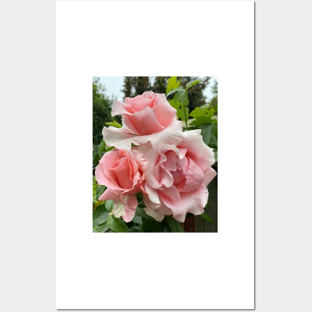 David Austin Pink Roses Wall Art by penandbea